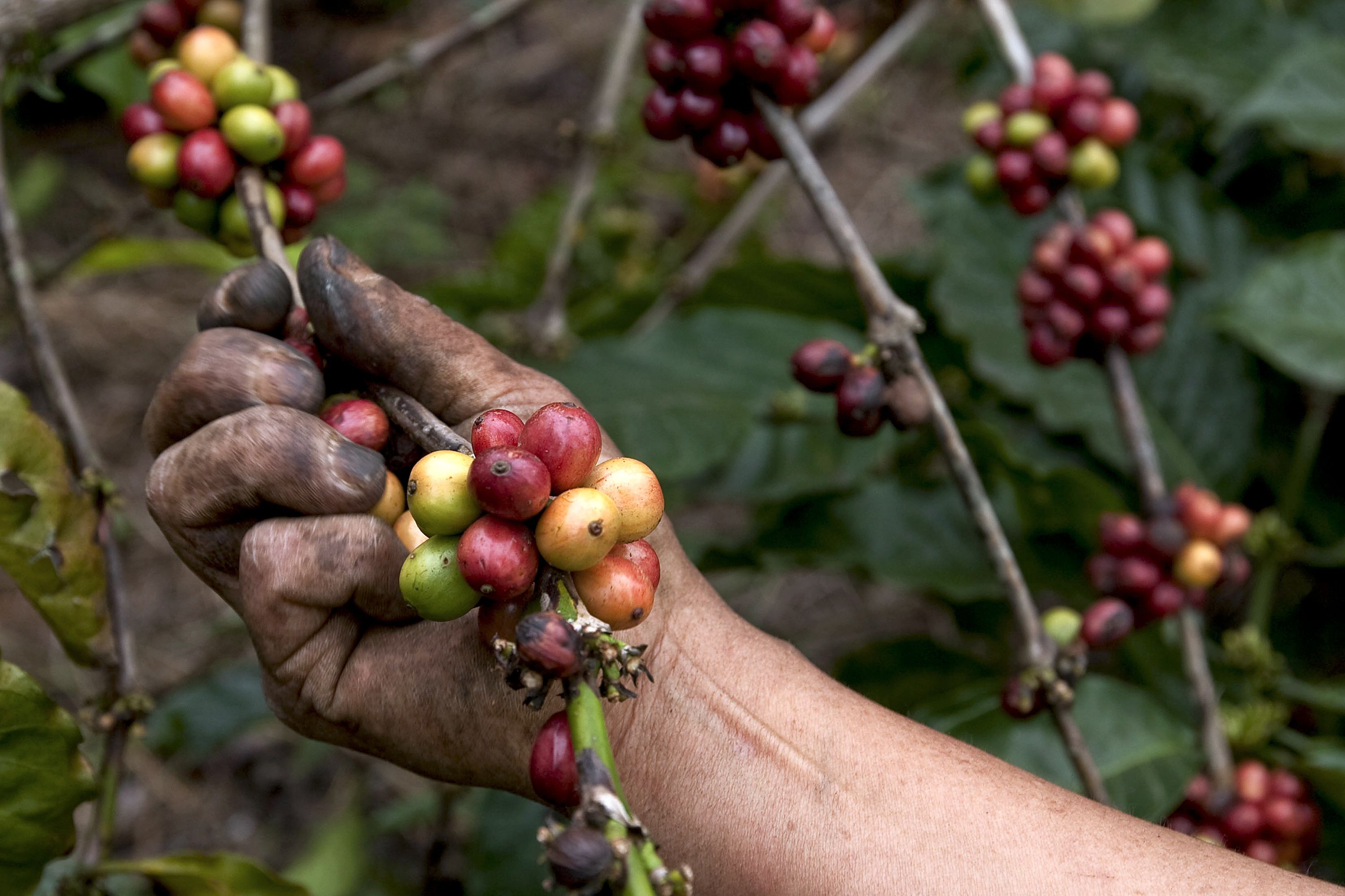 Sequía  y precio internacional   impactan exportación de café  