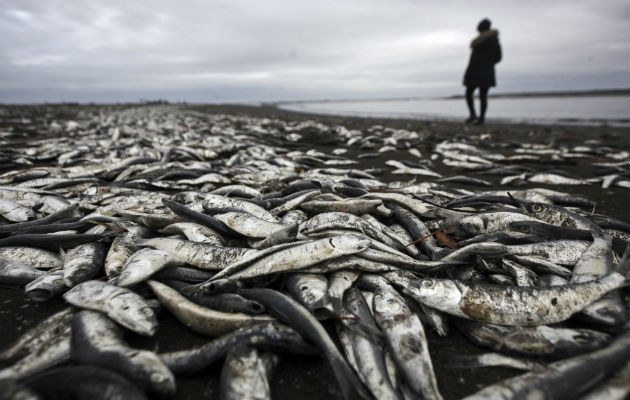 Hay miles de peces muertos. Foto/ AP