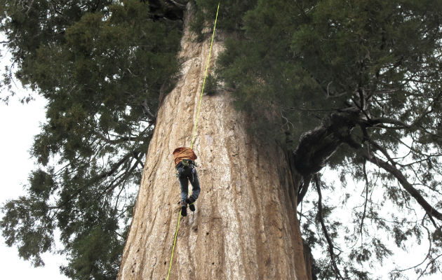 Árbol de secuoya gigante. Foto/ AP 