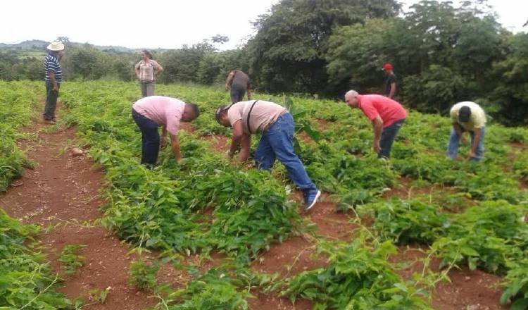 Los productores de ñame de la región de Azuero y Darién temen que vayan a desaparecer. /Foto Zenaida Vásquez