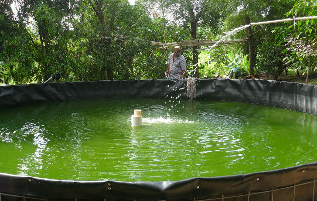 En el 2015 cerraron con 715 libras de producción de tilapia. FOTO/Zenaida Vásquez