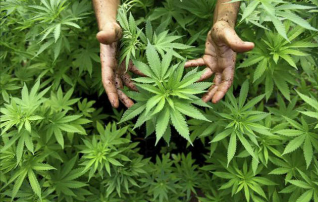 Plantas de cannabis. Foto Ilustrativa/ EFE