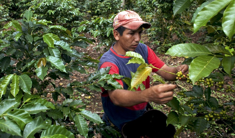 Los productores aseguran que las fincas han mejorado, pero las áreas han disminuido, una situación que impacta la cantidad que se cosecha anualmente. Archivo