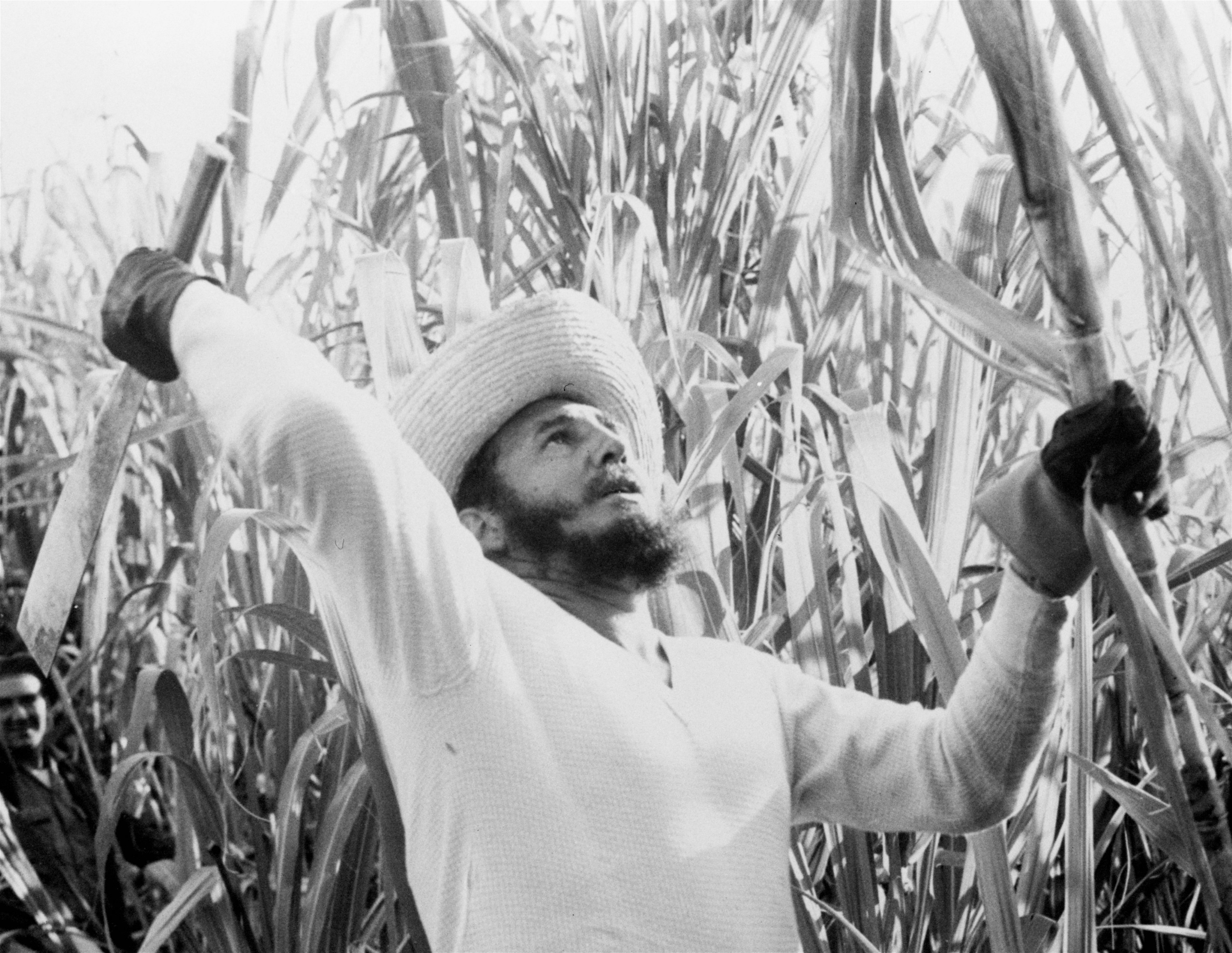 Fidel Castro cortando caña de azúcar en Cuba en 1961.