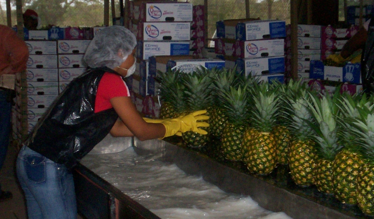 Caída en exportaciones. /Foto Archivo