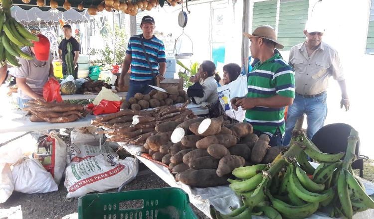 Una variedad de productos agrícolas como yucas y plátanos se venden a buen precio en las ferias. José Manuel Adames