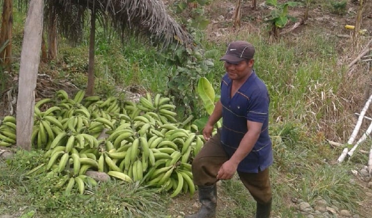 Exigen sacar del contrato las hectáreas que son cultivadas. /Foto José Vásquez