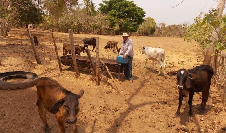 El Gobierno adquirirá el excedente de la leche que les compran los industriales. /Foto Archivo