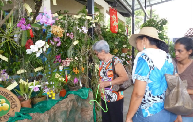 La feria dedicada a la flor del Espíritu Santo culmina este domingo: Foto: Thays Domínguez