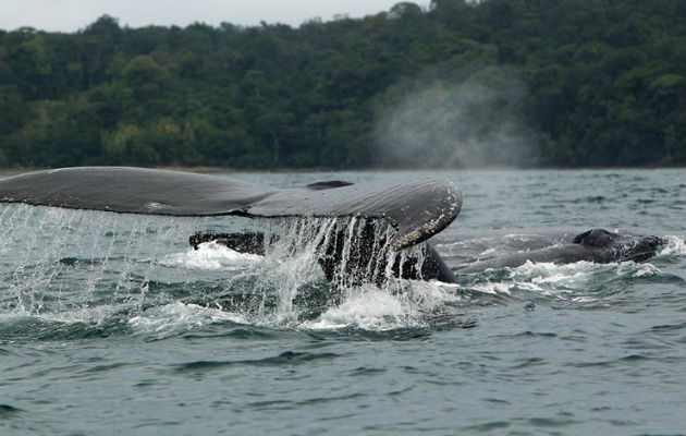 Ballenas jorobadas en el mar frente a la población de Nuquí, en el departamento de Chocó 