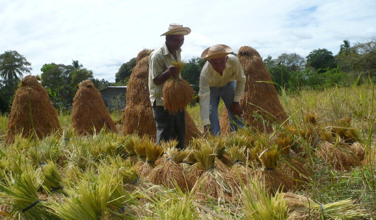 Productores se sienten amenazados ante importaciones del IMA. /Foto Archivo