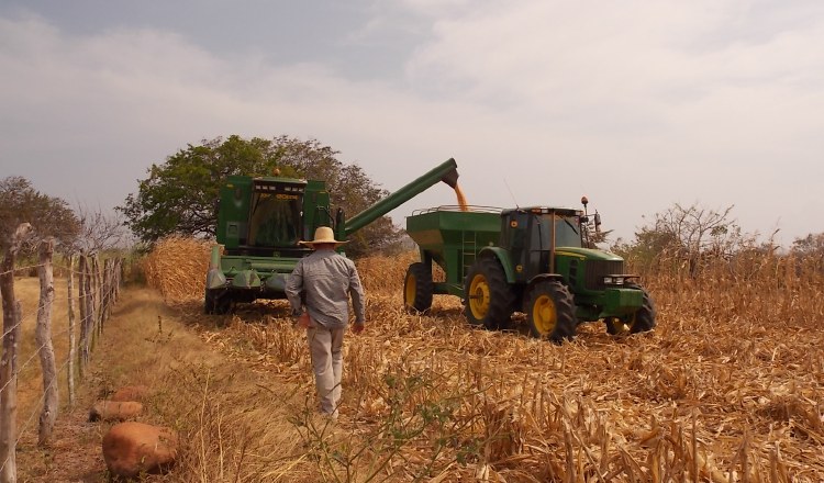 La producción nacional de arroz se encuentra amenazada ante las constantes importaciones, muchas veces sin necesidad. /Foto Archivo