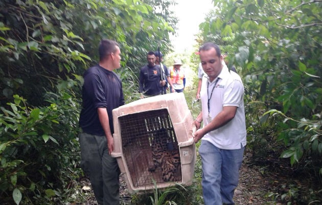 El ocelote se recupera satisfactoriamente.