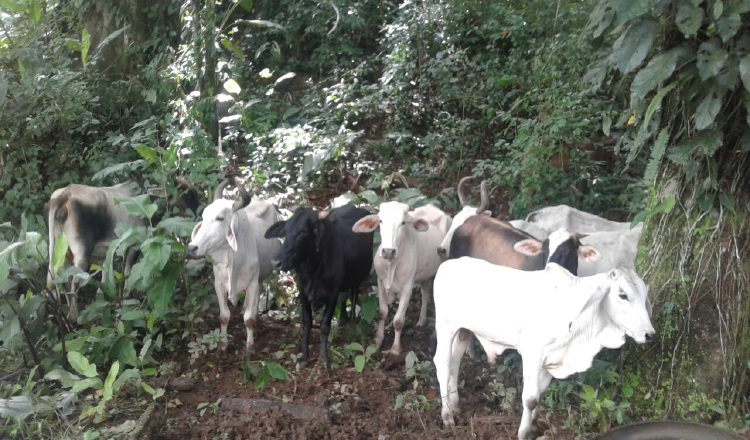 Dos fincas en cuarentena. /Foto José Vásquez 