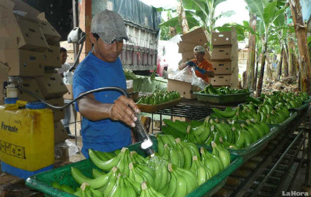 Producción bananera en Barú.