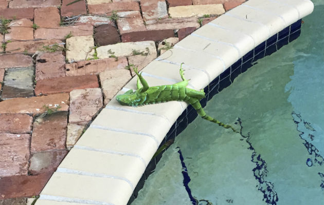 Las iguanas verdes son una especie invasora en Florida, y suelen comerse las plantas de los jardines.FOTO/AP