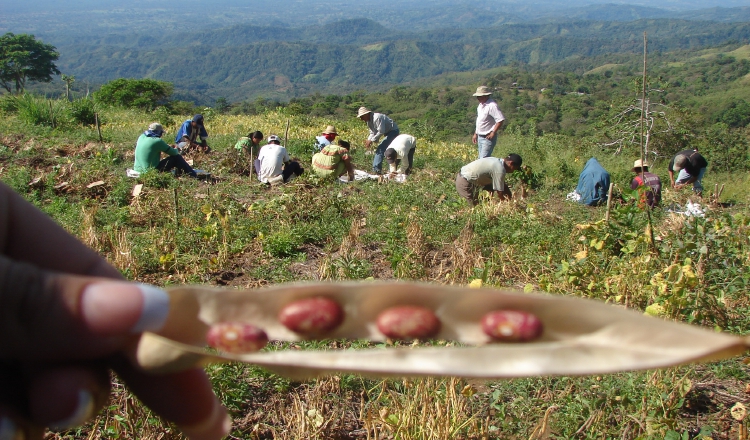 La producción por quintal también ha bajado notablemente, cuando hace cinco años era de 98,357 y actualmente está en 34 mil 418, de acuerdo con un informe del Mida. /Foto Archivo