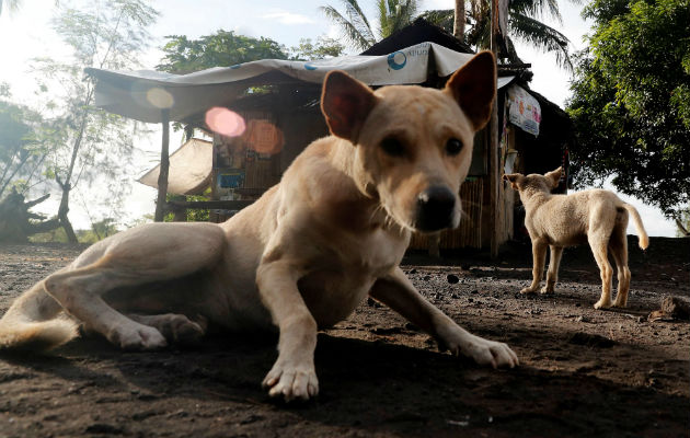 Denuncian La Matanza De Perros Callejeros En Las Sedes Del Mundial De