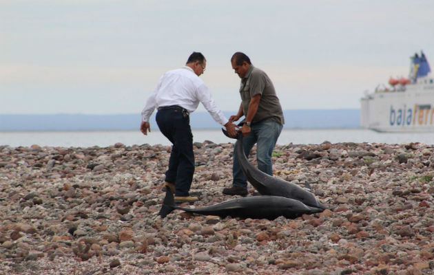 Autoridades del Medio Ambiente y residentes del municipio de La Paz, regresan al mar a decenas de delfines. FOTO/EFE