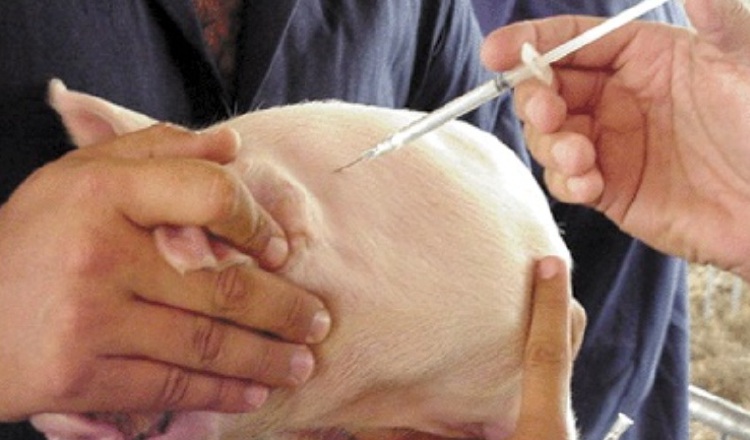 Buscan fabricar vacunas para los sectores avícola y porcino. /Foto Archivo