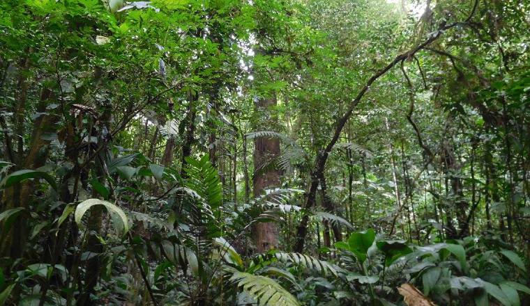 Ignacio Zea Monteza ha hecho estudios en el área este de Panamá. /Foto: Facebook