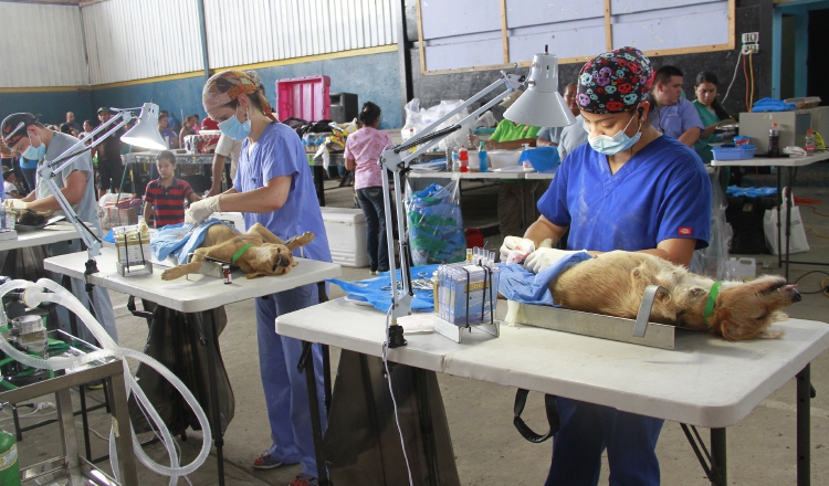 Cada animal responde de forma diferente a la anestesia, por eso, debe reposar tras la operación. /Foto Archivo