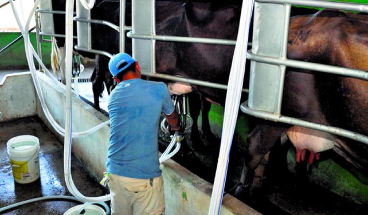 La empresa Estrella Azul compra unos 34 millones de litros anuales de leche a los productores. Archivo