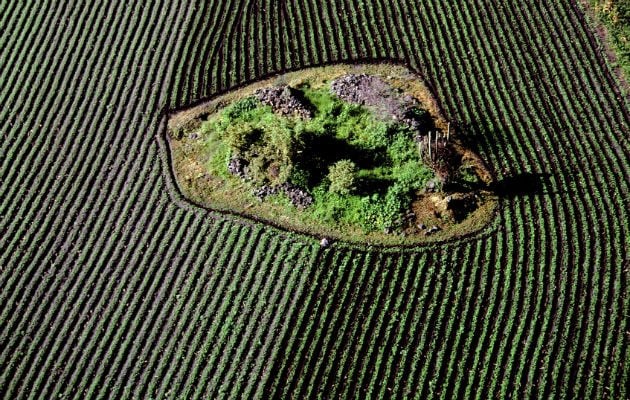 Campo de siembra en el estado de Morelos (México). FOTO/EFE