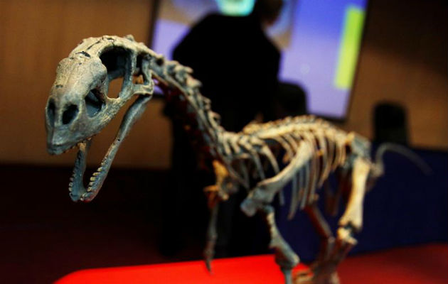 El esqueleto fósil del dinosaurio Chilesaurus diegosuarezi, Foto: EFE