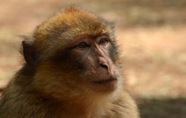 Ante los desarreglos alimentos de los macacos se ve disminuida su esperanza de vida: Foto: EFE