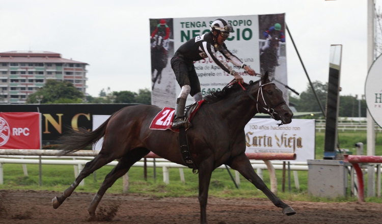 Coltimus Prime, caballo de siete años, también ganó la Copa Invitacional de Importados en la Serie Hípica del Caribe 2017. /Foto Archivo