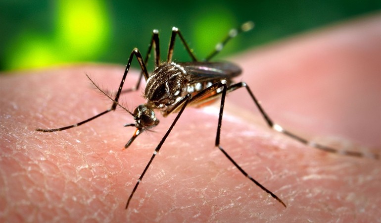 Minsa registra  mil 285 casos de dengue en Panamá. 