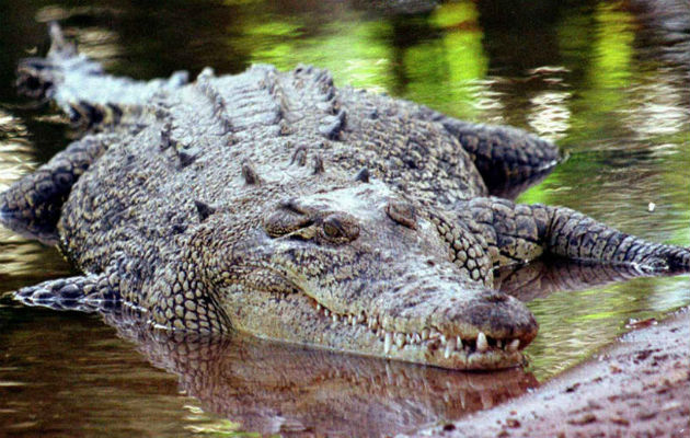 El animal emergió del lago y arrastró al pastor. FOTO/EFE