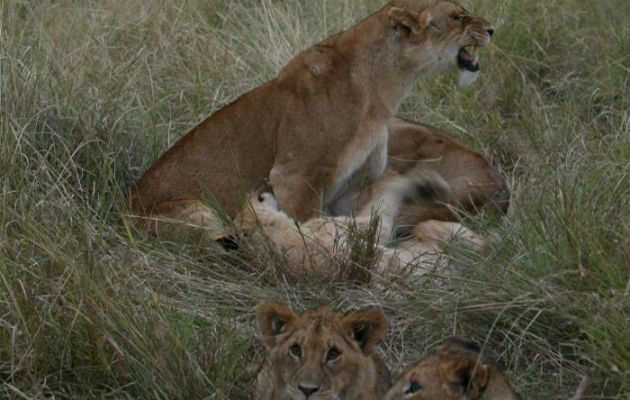 Leones en la reserva Masai Mara. Foto: EFE