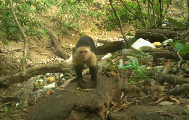 Este estudio es el primero en informar el uso de herramientas de piedra por monos capuchinos (Cebus capucinus), y es el único informe para una especie del género Cebus.  Foto: Brendan Barrett.