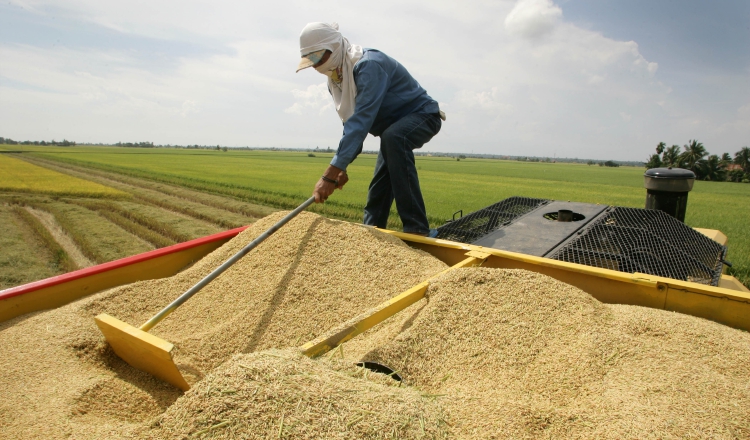 El sector agropecuario genera un 14.5% de empleo en el país. /Foto Archivo