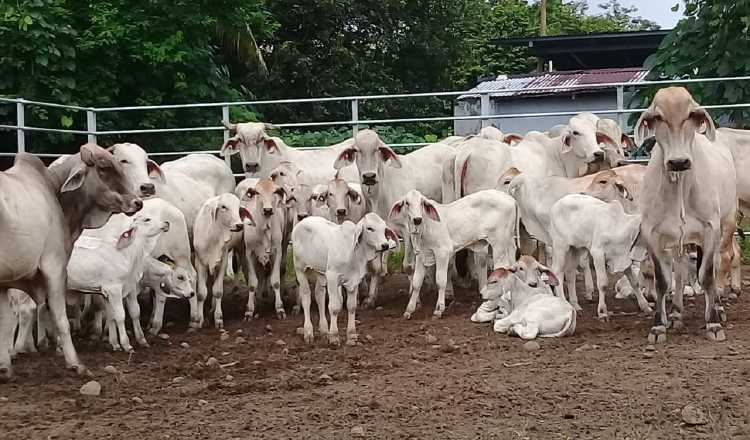 Cuando un animal es sacrificado por brucelosis se informa al Minsa para que se lleve un registro.  Fotos: José Vásquez