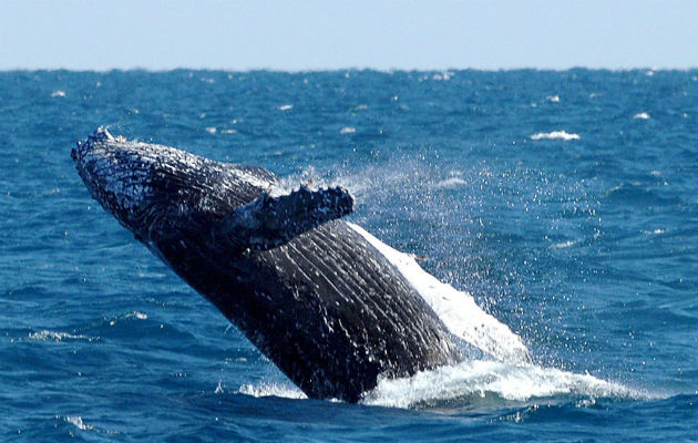 Se trata de un ejemplar macho de la especie conocida como rorcual de aleta o rorcual común Balaenoptera physalus y es considerado como el segundo animal más grande del planeta.