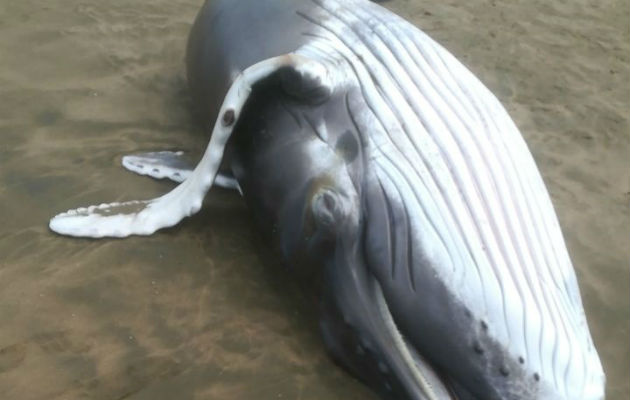 Ejemplar bebé encontrado en las costas de Pedasí. Foto: Cortesía. 