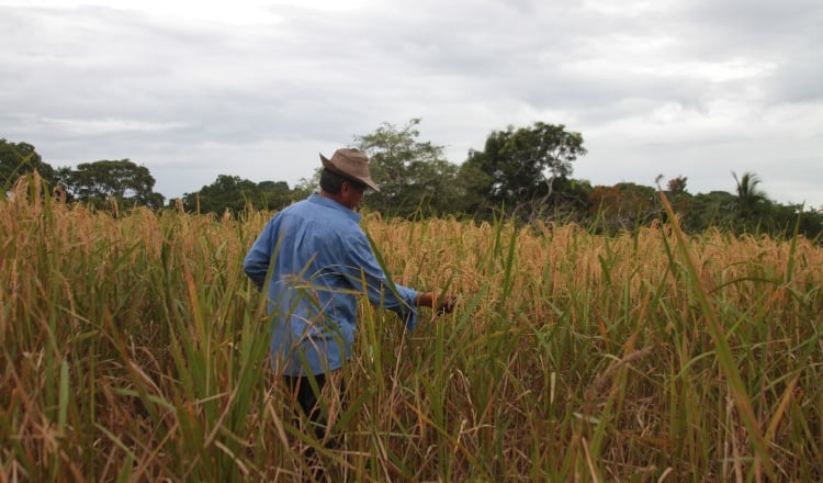 Productores cuestionan la forma en que se han hecho las importaciones. /Foto Archivo