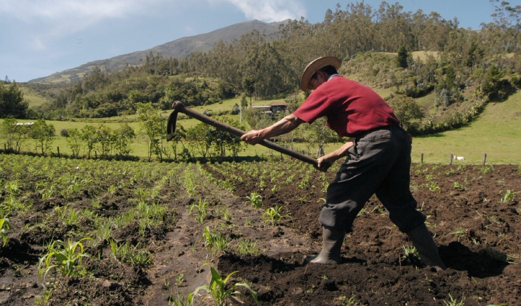 El sector agropecuario está agonizante y requiere de políticas públicas urgentes. /Foto Archivo