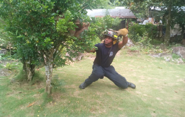 Bombero se prepara para bajar al perezoso del árbol. Foto/José Vásquez