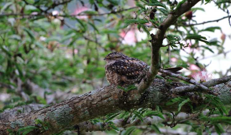 El vuelo de las aves indica a qué especie pertenece.  