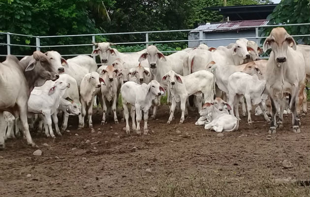 Hay 38 fincas ganaderas cuarentenadas, en los distritos de David, Boquerón, San Lorenzo y Renacimiento.