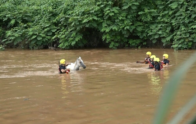 Los bomberos de Chitré, precisaron que el rescate del cabalo fue difícil. Foto/ Thays Domínguez