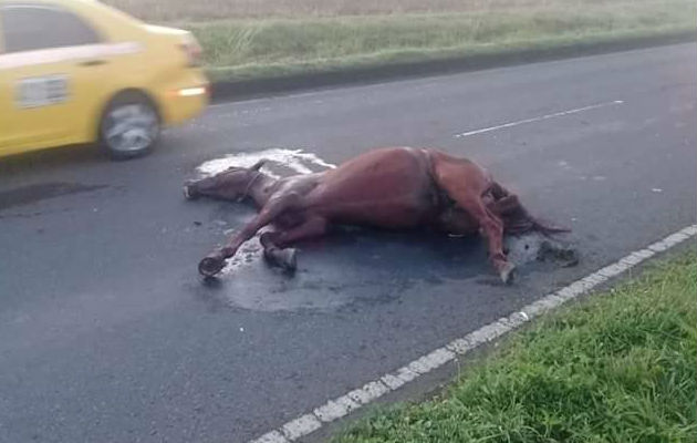 El golpe contra el caballo fue muy fuerte porque se paseaba por el centro de una calle en Chiriquí.