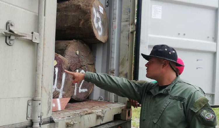 La tala de cocobolo es una de las principales preocupaciones de las autoridades. Foto de cortesía