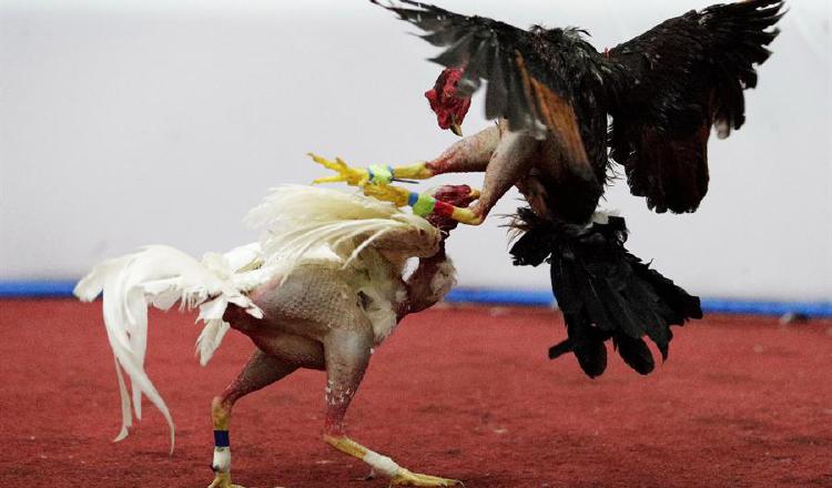 Dos gallos se enfrentan en un duelo a muerte.