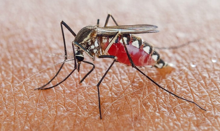 El mosquito Aedes aegypti es el principal transmisor del dengue. 