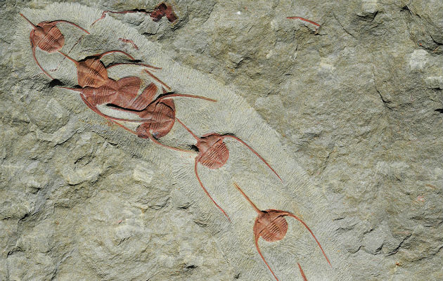 Ampyx priscus hallados en yacimientos de fósiles en Marruecos quizás iban en masa a zonas de desove. Foto/ Jean Vannier, Laboratoire de Geologie de Lyons.